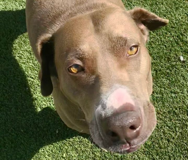 Cali, an adopted Labrador Retriever & Pit Bull Terrier Mix in Oklahoma City, OK_image-2
