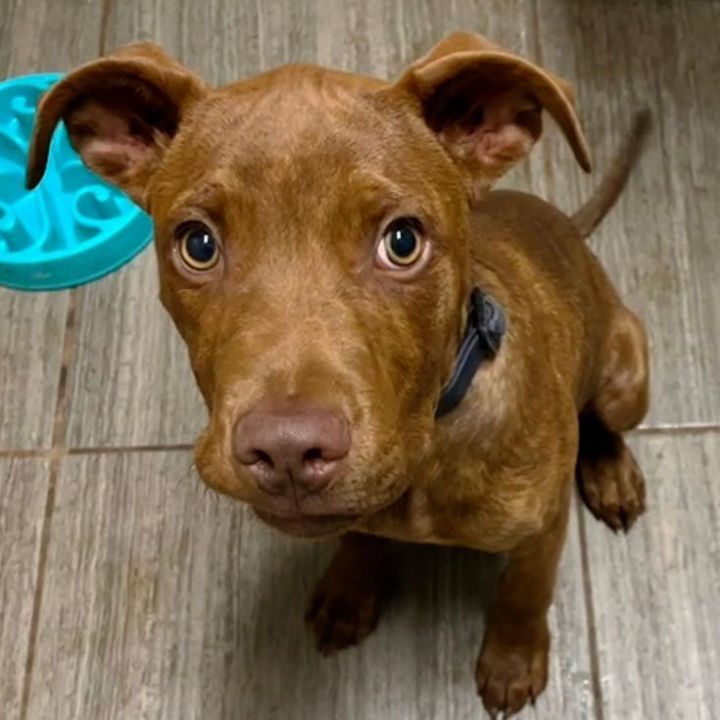 Chaos, an adopted Pit Bull Terrier & Doberman Pinscher Mix in Oklahoma City, OK_image-1