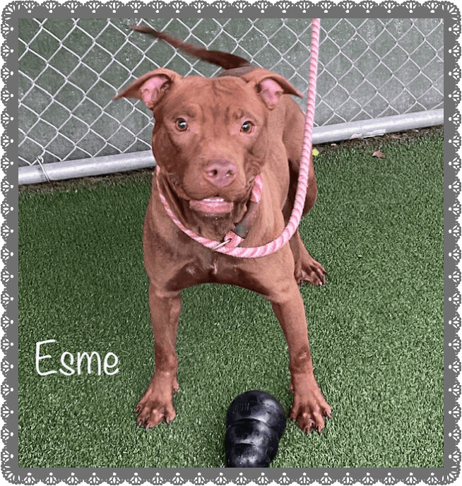 ESME -see video