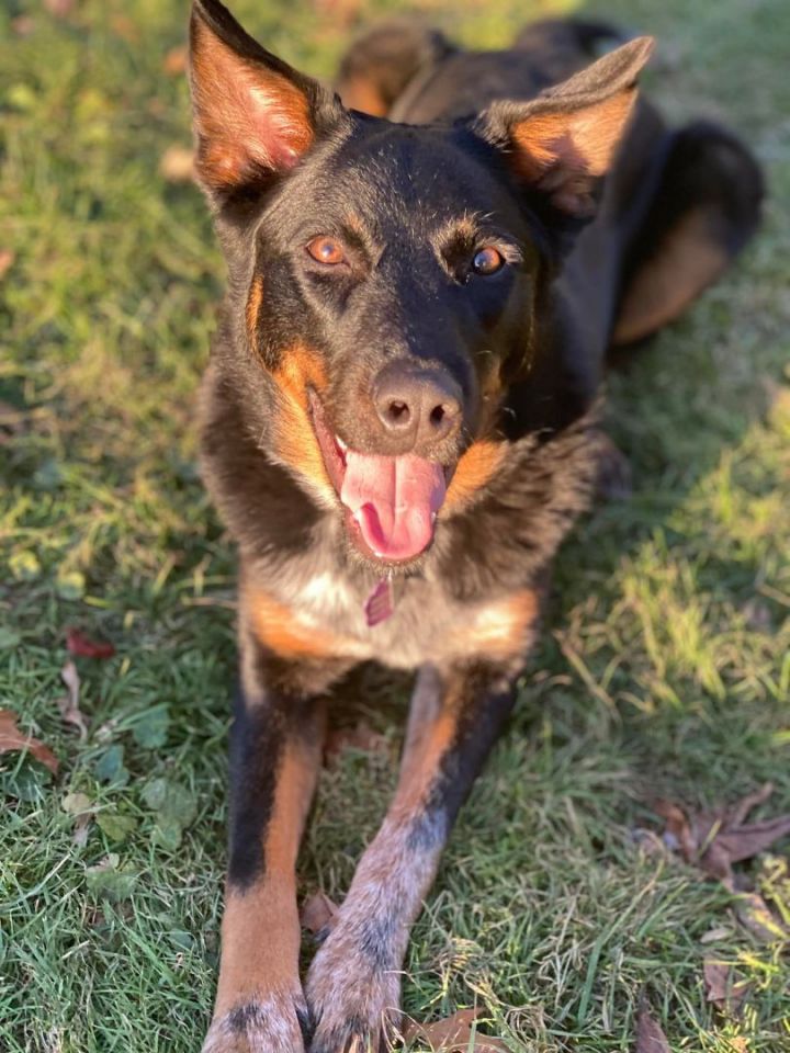 Ringo 2