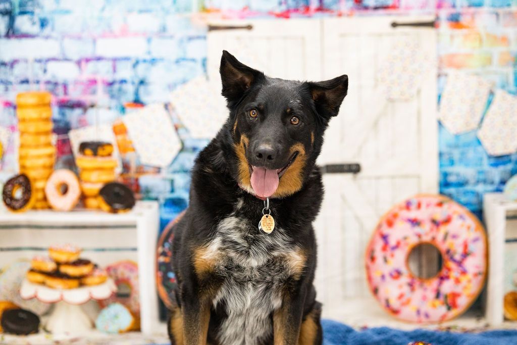 Ringo, an adoptable Cattle Dog, Shepherd in Wadsworth, OH, 44281 | Photo Image 1