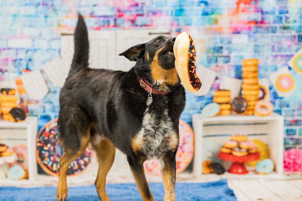 Ringo, an adoptable Cattle Dog, Shepherd in Wadsworth, OH, 44281 | Photo Image 5