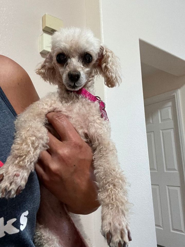 Senior best sale toy poodle