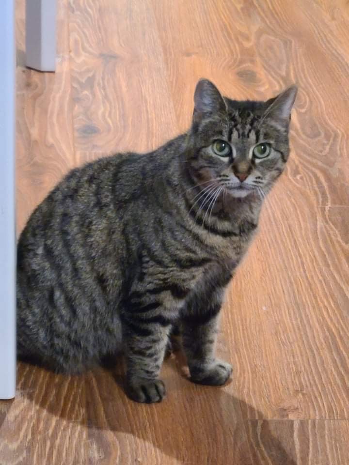 Precious, an adoptable Domestic Short Hair, Tabby in Chateauguay, QC, J6J 5P4 | Photo Image 1