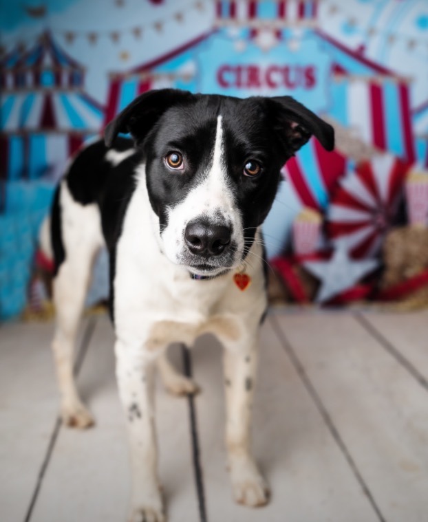Boris, an adoptable Border Collie in Dowelltown, TN, 37059 | Photo Image 2