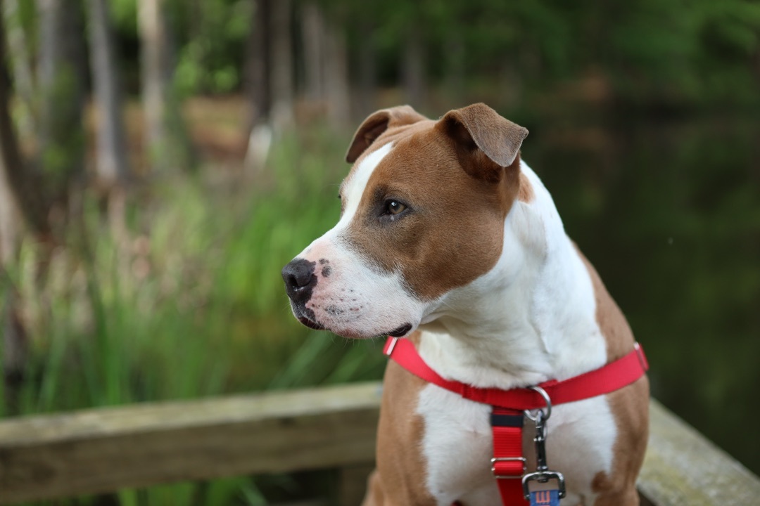Elle aka: Cinderella, an adoptable American Staffordshire Terrier, Mixed Breed in Zachary, LA, 70791 | Photo Image 2