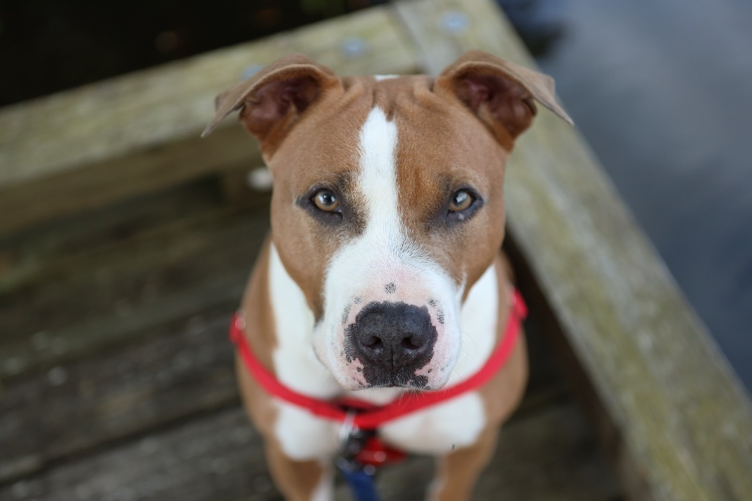 Elle aka: Cinderella, an adoptable American Staffordshire Terrier, Mixed Breed in Zachary, LA, 70791 | Photo Image 3