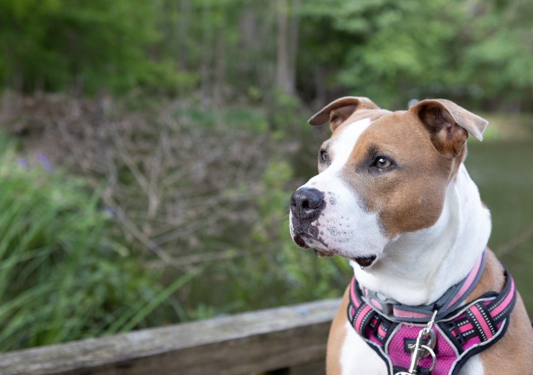 Elle aka: Cinderella, an adoptable American Staffordshire Terrier, Mixed Breed in Zachary, LA, 70791 | Photo Image 4