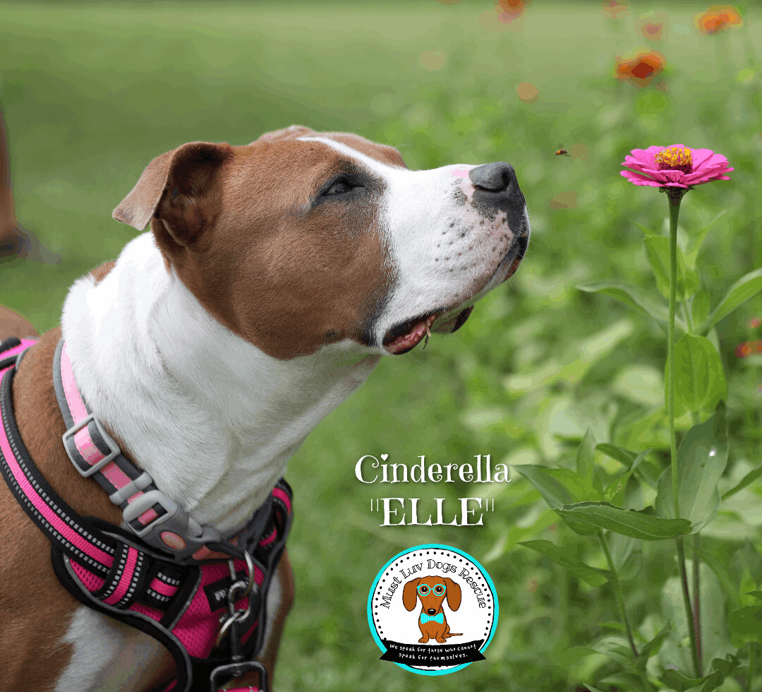 Elle aka: Cinderella, an adoptable American Staffordshire Terrier, Mixed Breed in Zachary, LA, 70791 | Photo Image 5