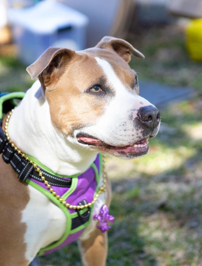 Elle aka: Cinderella, an adoptable American Staffordshire Terrier, Mixed Breed in Zachary, LA, 70791 | Photo Image 6