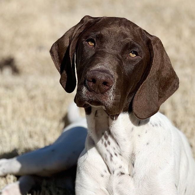 Doug, an adopted German Shorthaired Pointer in Oklahoma City, OK_image-1