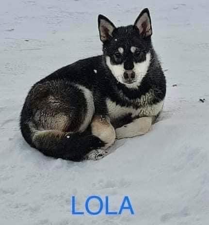 LOLA, an adoptable Husky in Winchester, ON, K0C 2K0 | Photo Image 1