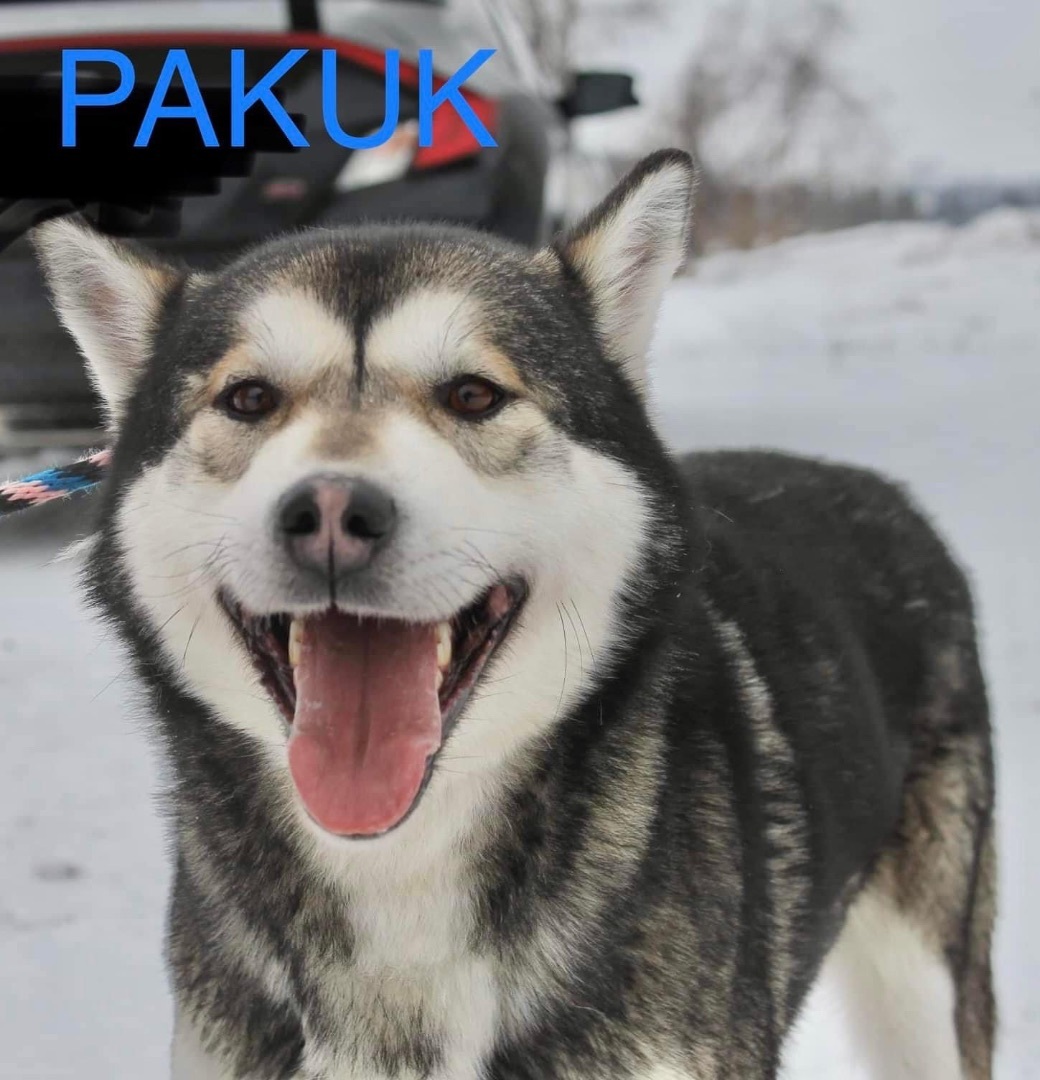 PAKUK , an adoptable Siberian Husky in Winchester, ON, K0C 2K0 | Photo Image 3