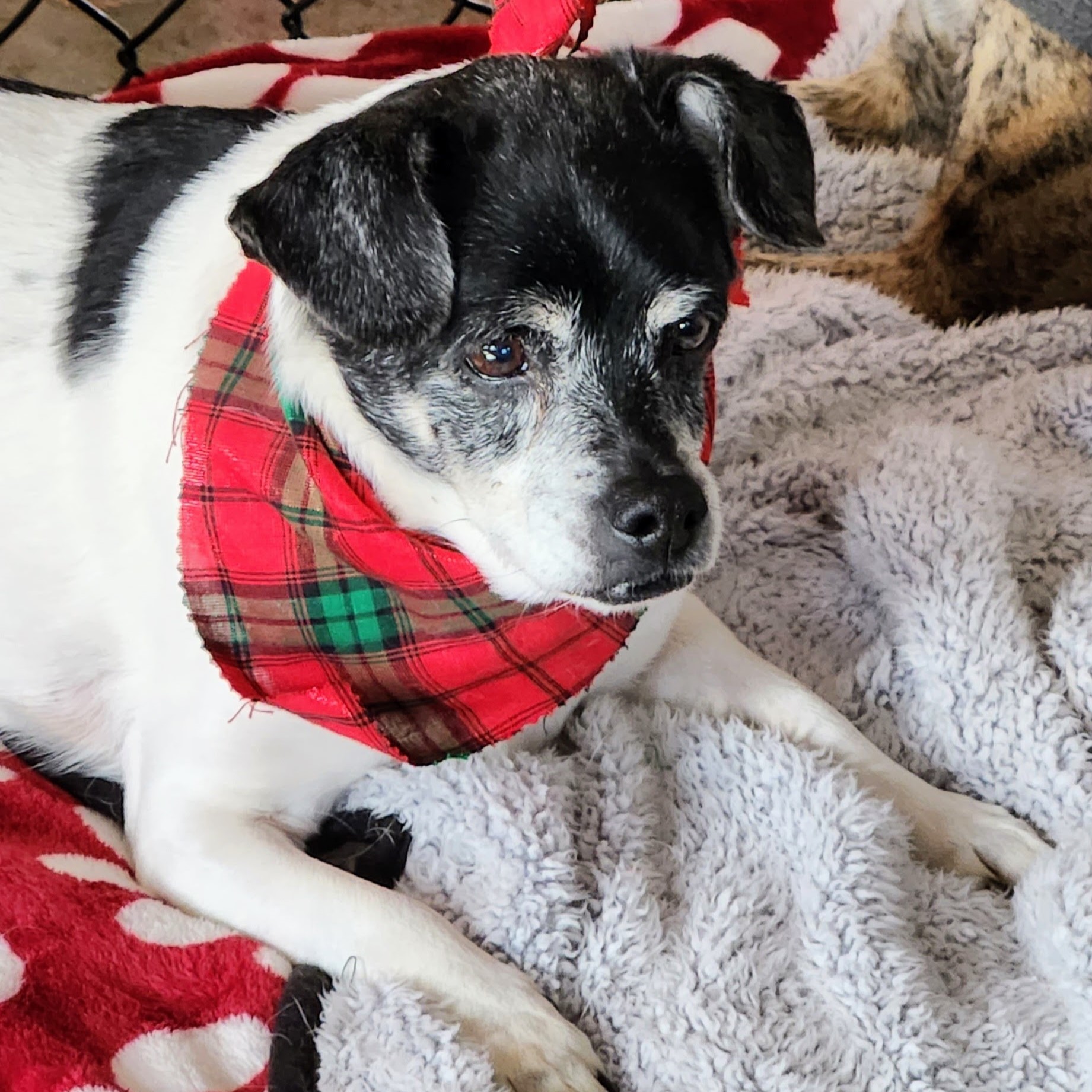 Luna (bonded with Piper), an adoptable Jack Russell Terrier in Shawnee, KS, 66218 | Photo Image 4