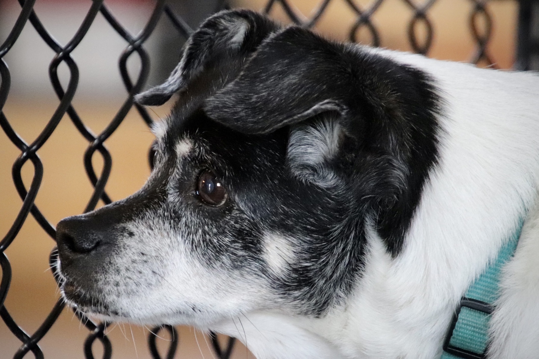 Luna (bonded with Piper), an adoptable Jack Russell Terrier in Shawnee, KS, 66218 | Photo Image 5
