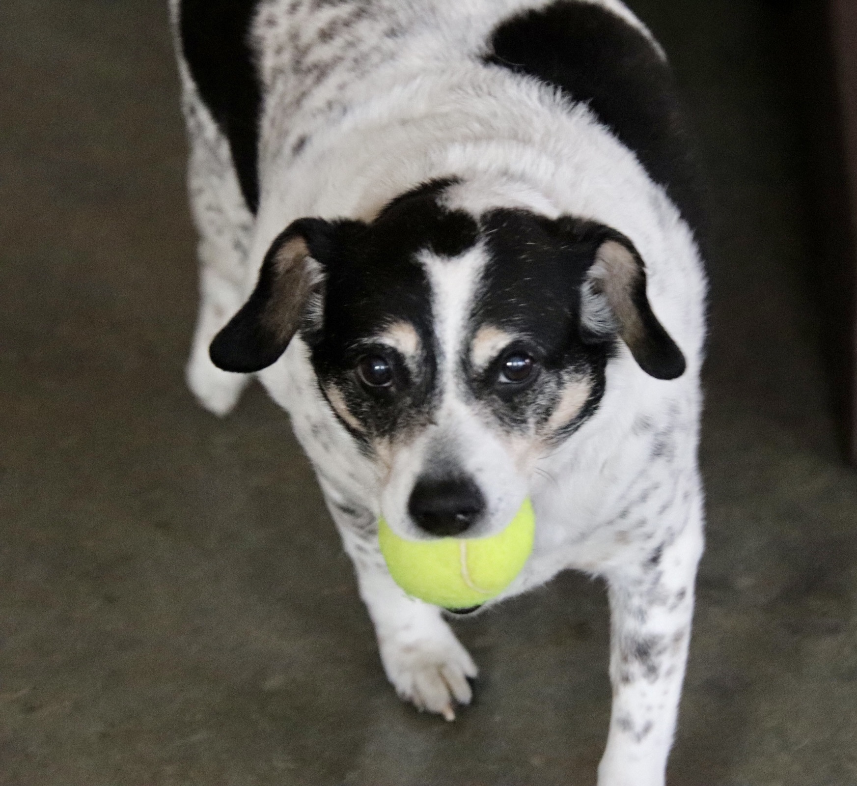 Piper (bonded with Luna), an adoptable Jack Russell Terrier in Shawnee, KS, 66218 | Photo Image 3