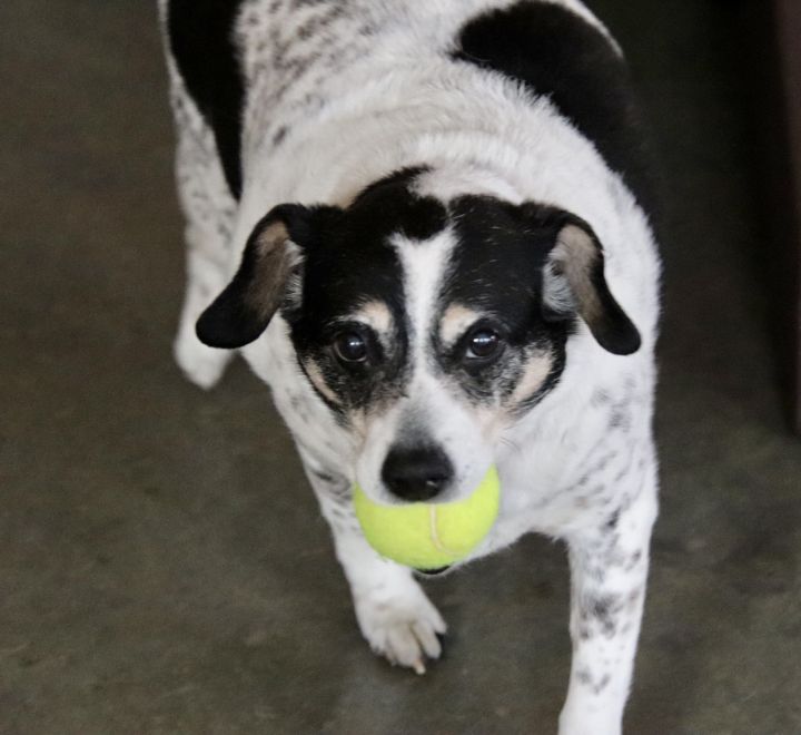 Piper (bonded with Luna), an adoptable Jack Russell Terrier Mix in Shawnee, KS_image-3