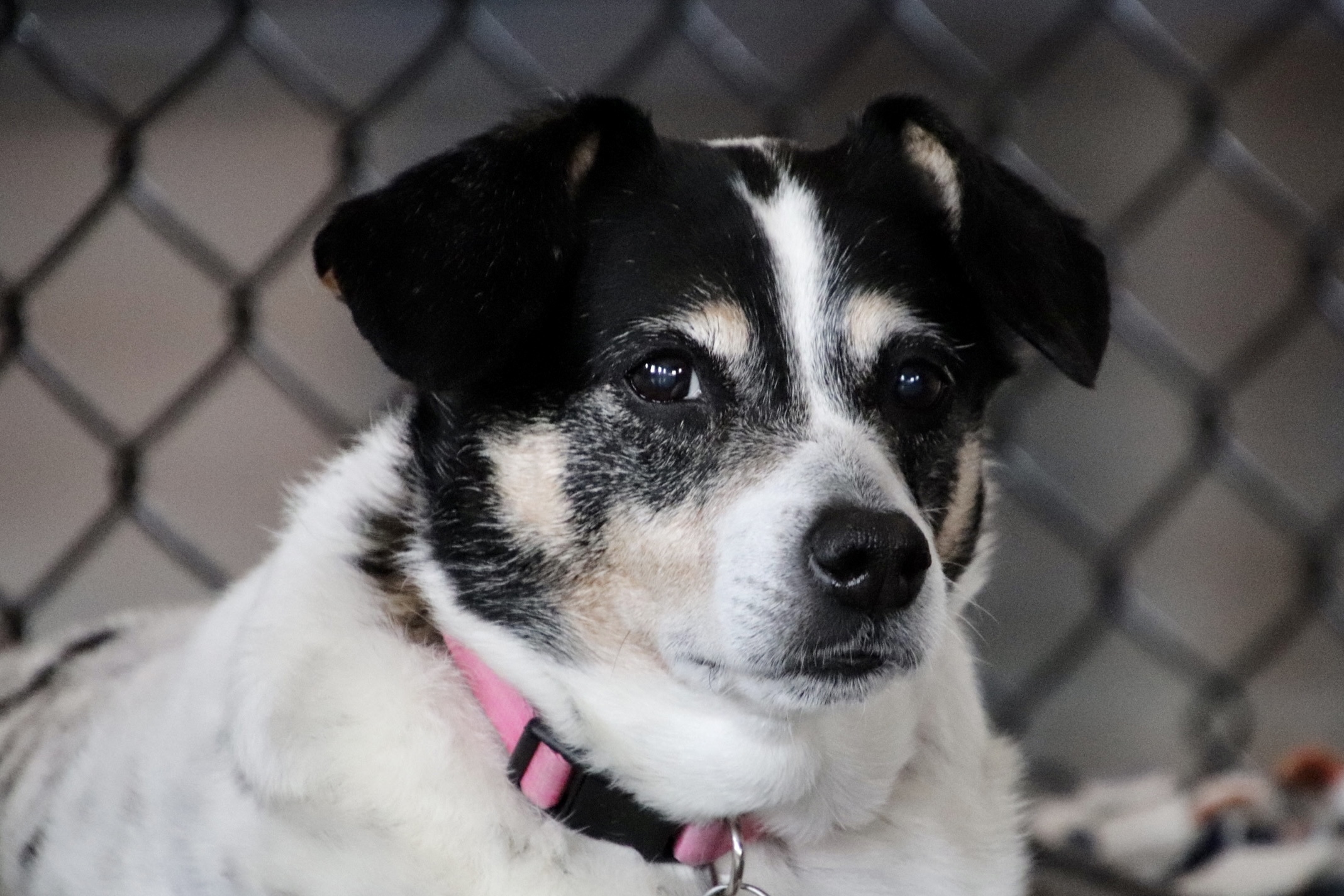 Piper (bonded with Luna), an adoptable Jack Russell Terrier in Shawnee, KS, 66218 | Photo Image 4