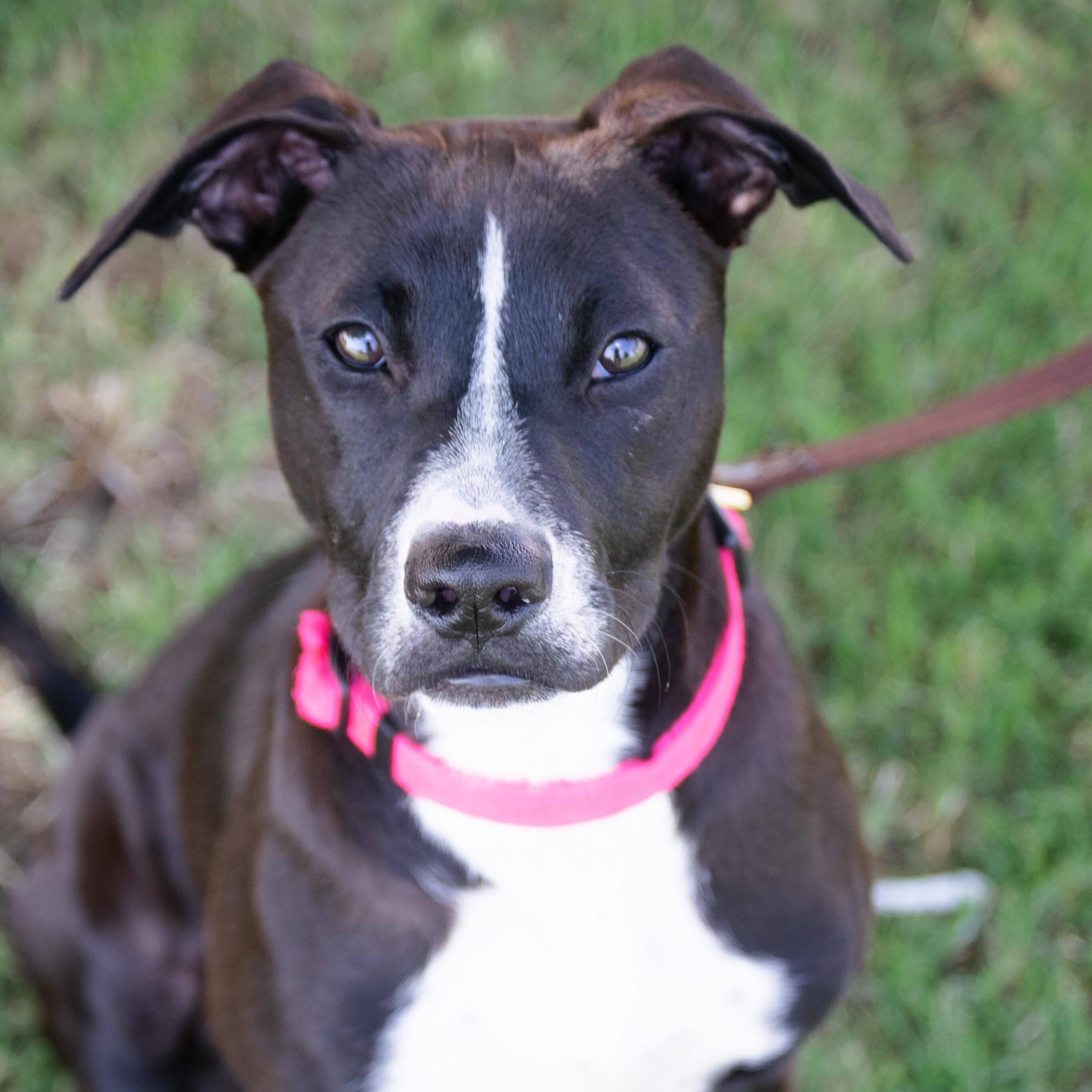 Eliza Jane, an adoptable Pit Bull Terrier in Broken Arrow, OK, 74012 | Photo Image 4