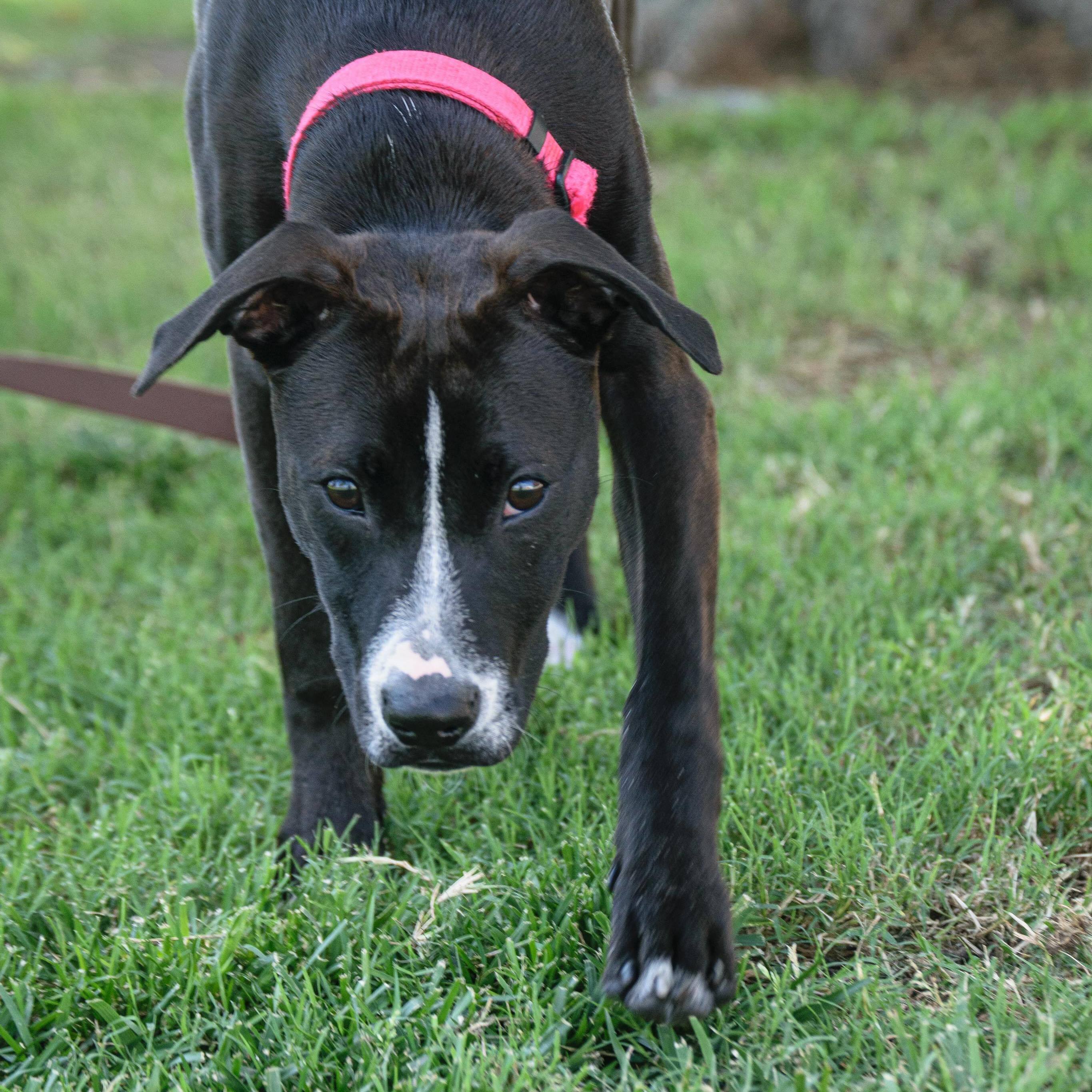 Eliza Jane, an adoptable Pit Bull Terrier in Broken Arrow, OK, 74012 | Photo Image 5