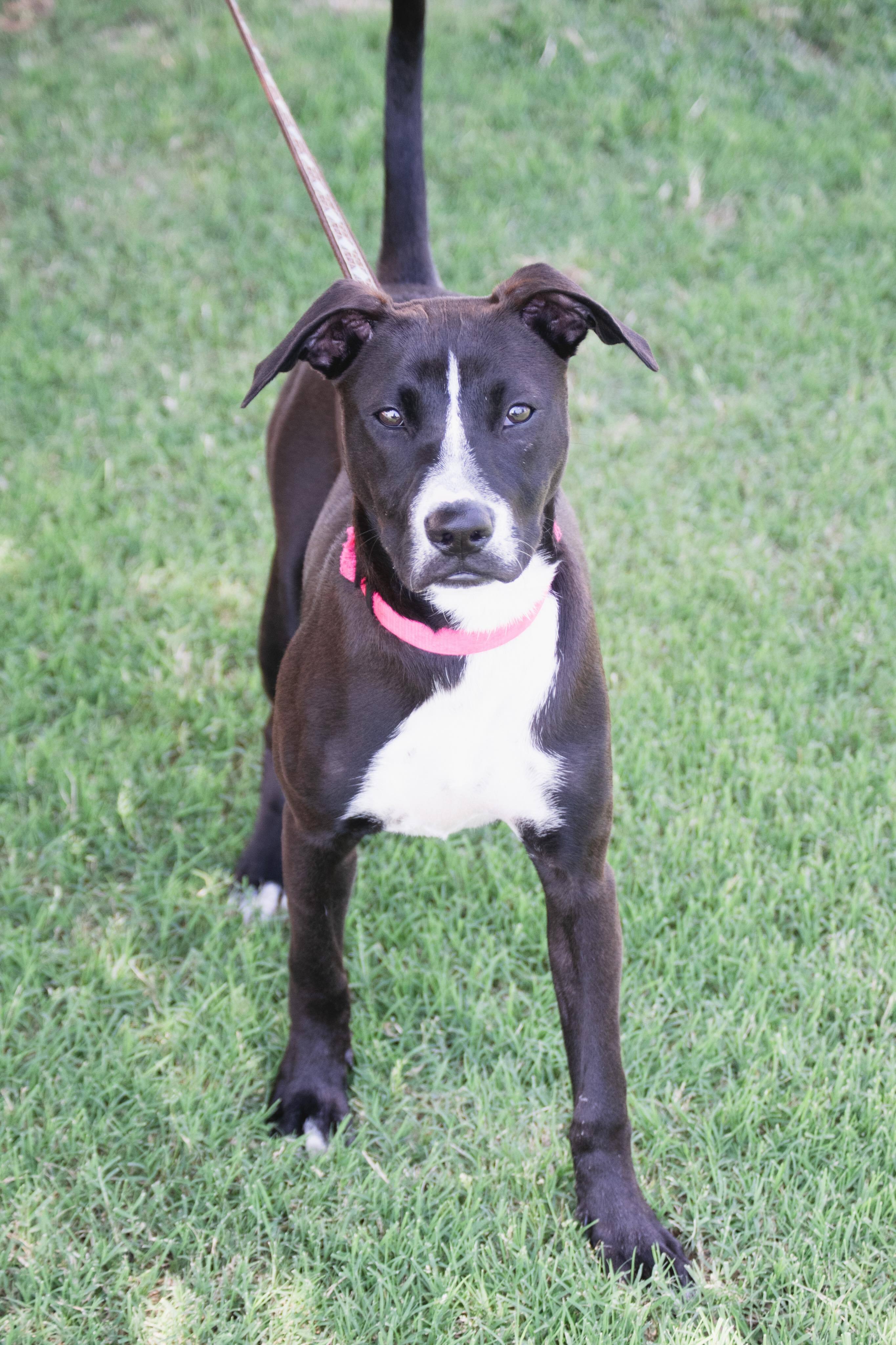 Eliza Jane, an adoptable Pit Bull Terrier in Broken Arrow, OK, 74012 | Photo Image 6