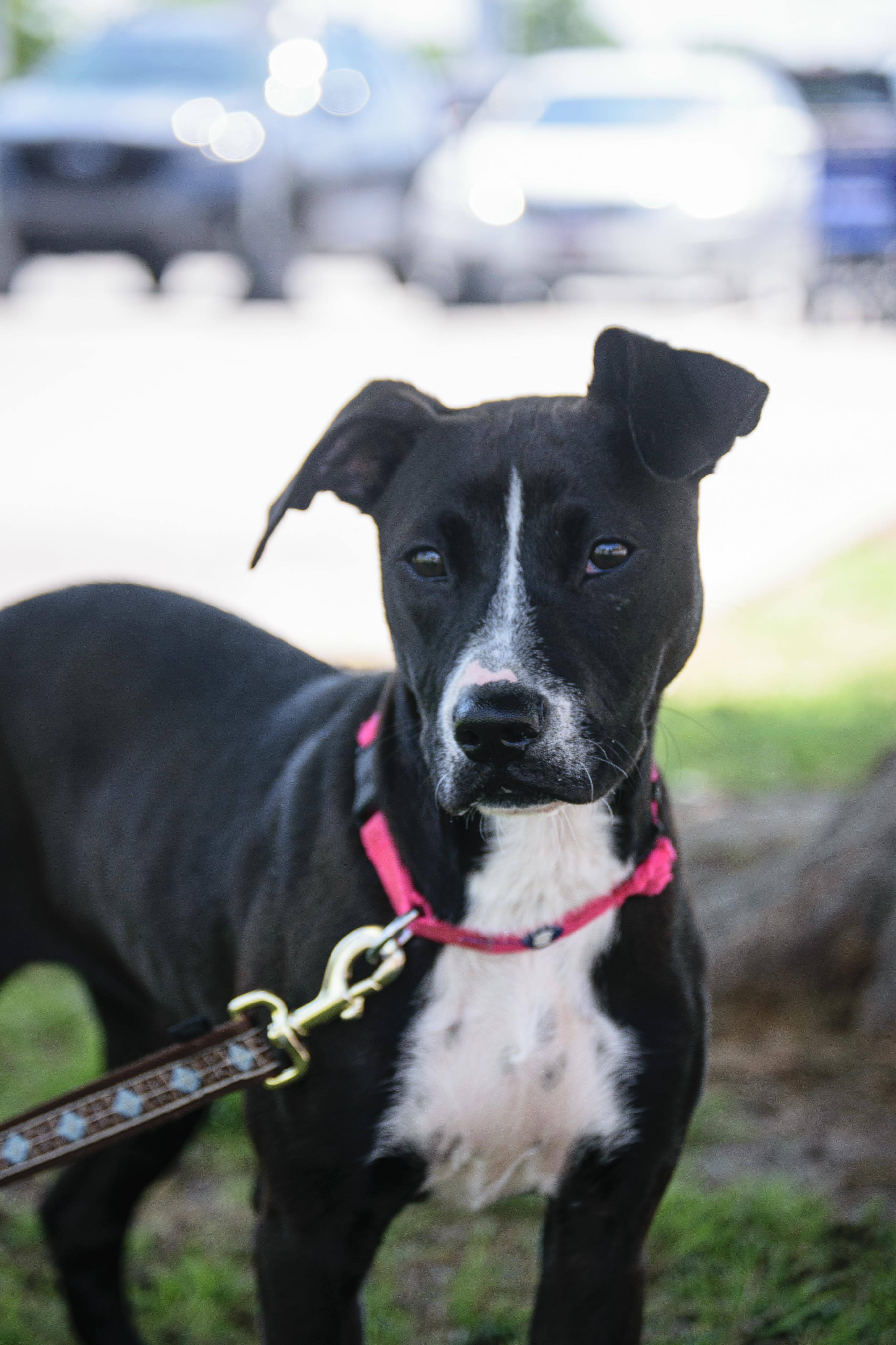 Eliza Jane, an adoptable Pit Bull Terrier in Broken Arrow, OK, 74012 | Photo Image 7