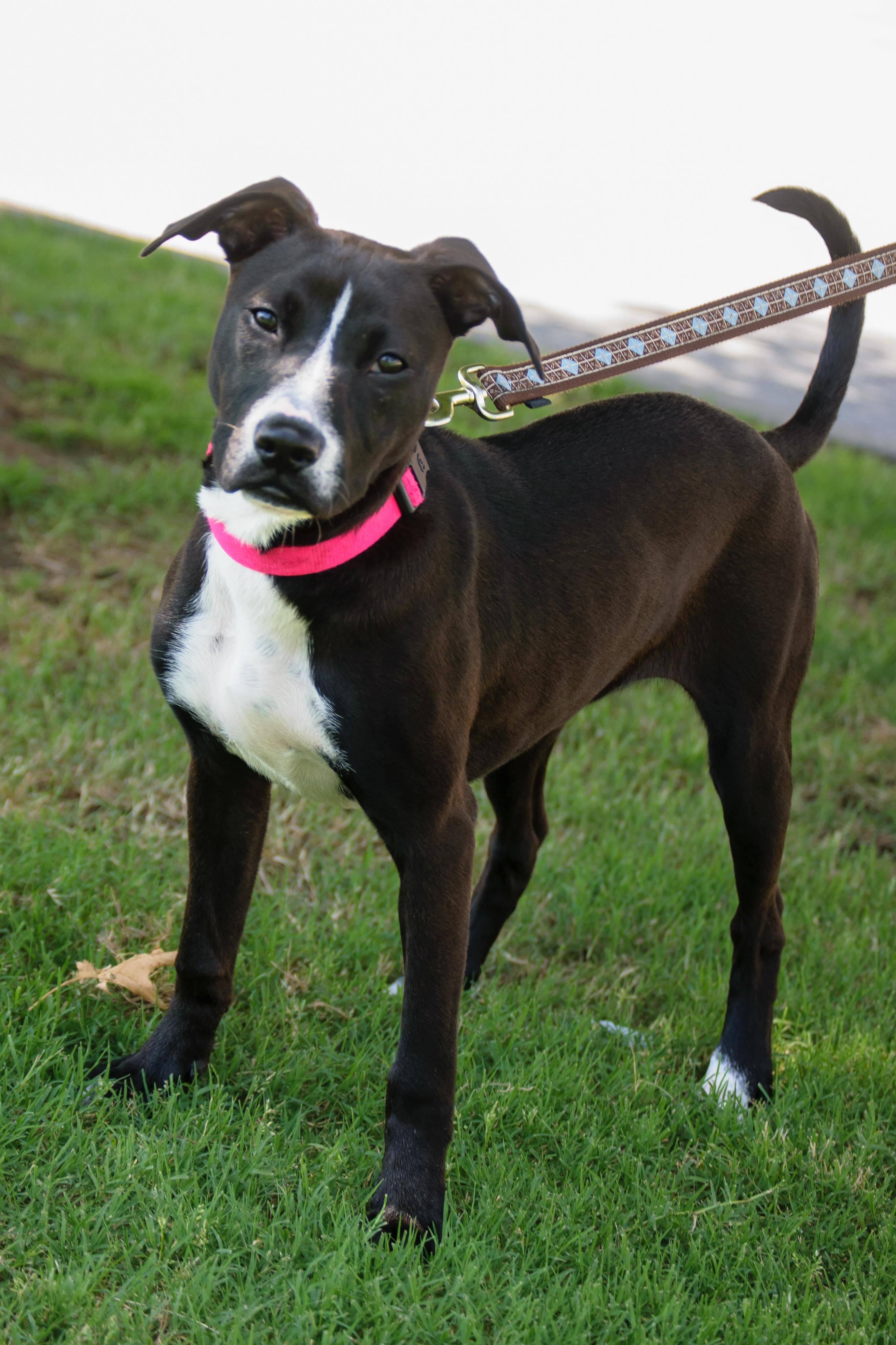 Eliza Jane, an adoptable Pit Bull Terrier in Broken Arrow, OK, 74012 | Photo Image 8