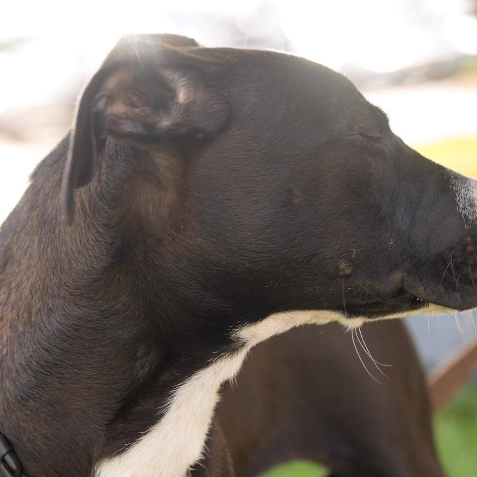 Eliza Jane, an adoptable Pit Bull Terrier in Broken Arrow, OK, 74012 | Photo Image 9