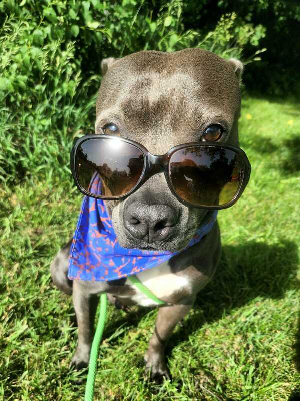 Martin, an adoptable American Staffordshire Terrier Mix in Grand Rapids, MI_image-6