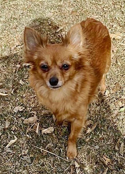Ginger Snap, an adopted Pomeranian & Chihuahua Mix in Oklahoma City, OK_image-4
