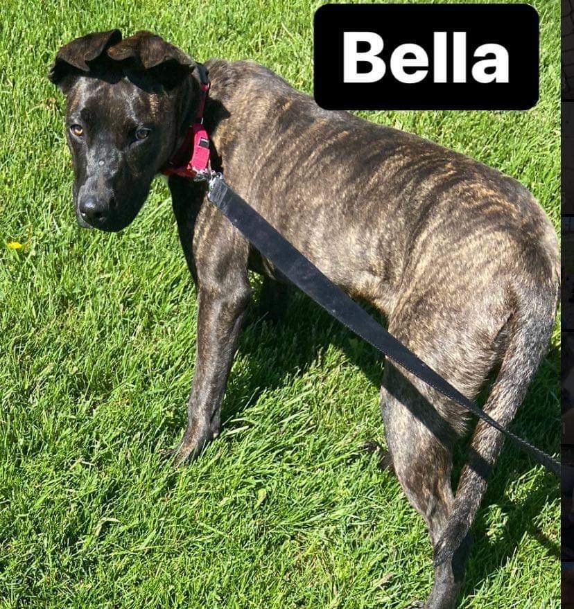 Bella