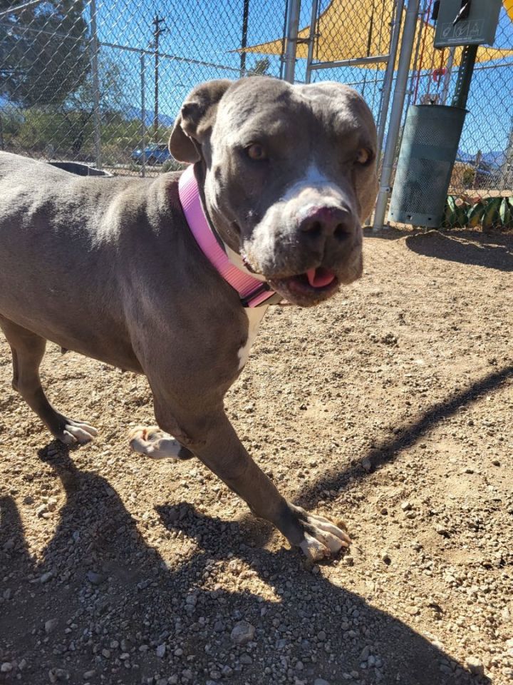 Zena, an adoptable Pit Bull Terrier Mix in Sierra Vista, AZ_image-4