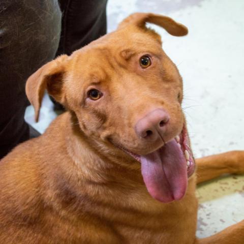 Summer, an adoptable Retriever, Mixed Breed in Middletown, NY, 10940 | Photo Image 4