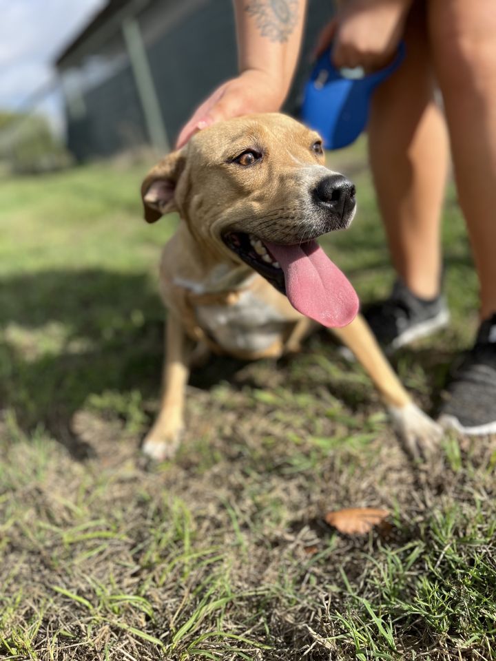 Gunner, an adoptable Labrador Retriever in Mexia, TX_image-1