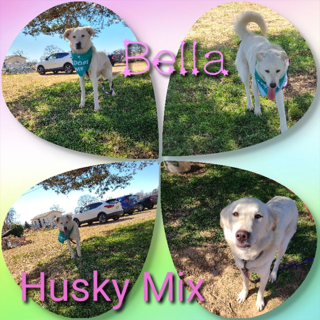 Bella, an adoptable Husky, Mixed Breed in Ashdown, AR, 71822 | Photo Image 1