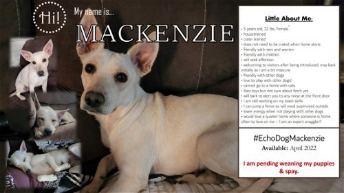 Mackenzie (Ready to go home April 2022)
