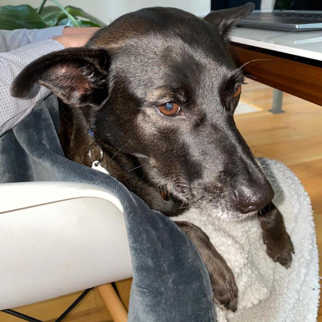 Hellen, an adoptable Spitz, Black Labrador Retriever in Houston, TX, 77070 | Photo Image 1