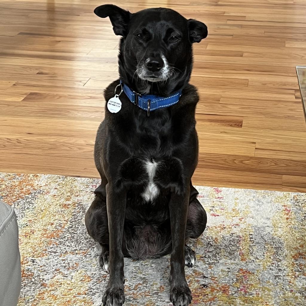 Hellen, an adoptable Spitz, Black Labrador Retriever in Houston, TX, 77070 | Photo Image 5