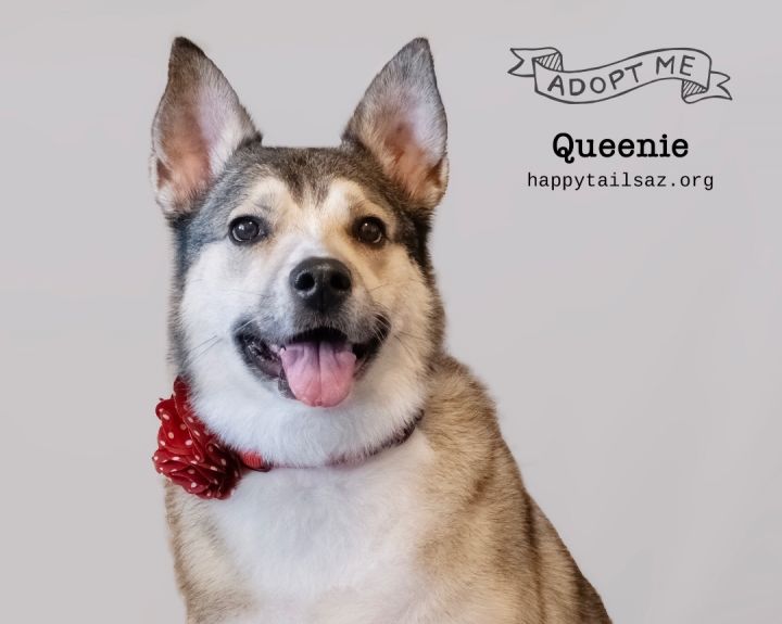Queenie, an adoptable Husky Mix in Chandler, AZ_image-1