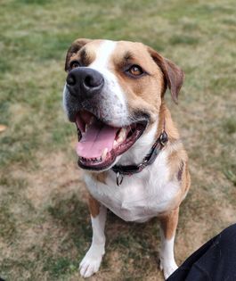 Clifford, an adoptable Mixed Breed in Watertown, WI, 53094 | Photo Image 2