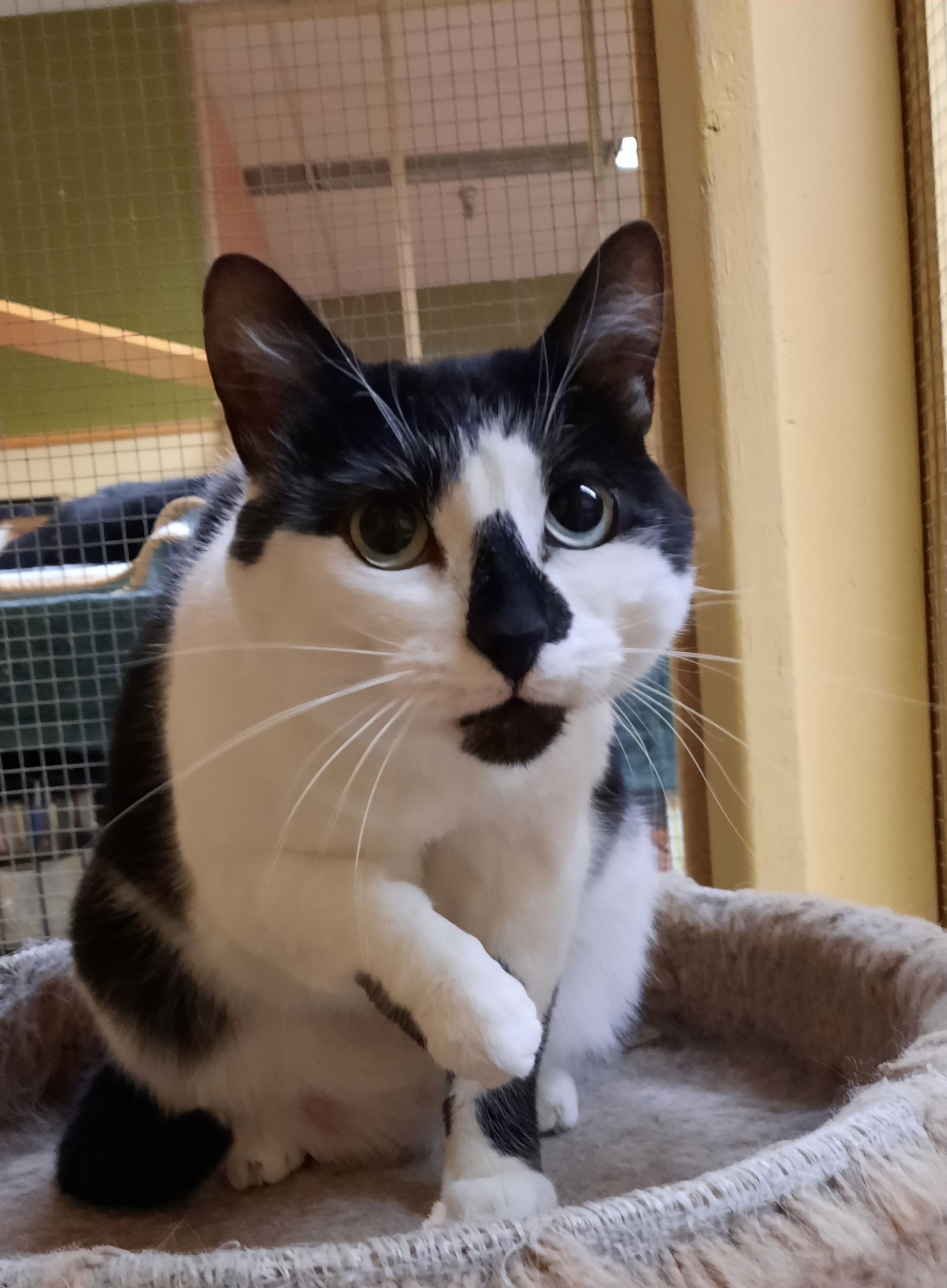 Gracie, an adoptable Domestic Short Hair in Blasdell, NY, 14219 | Photo Image 1