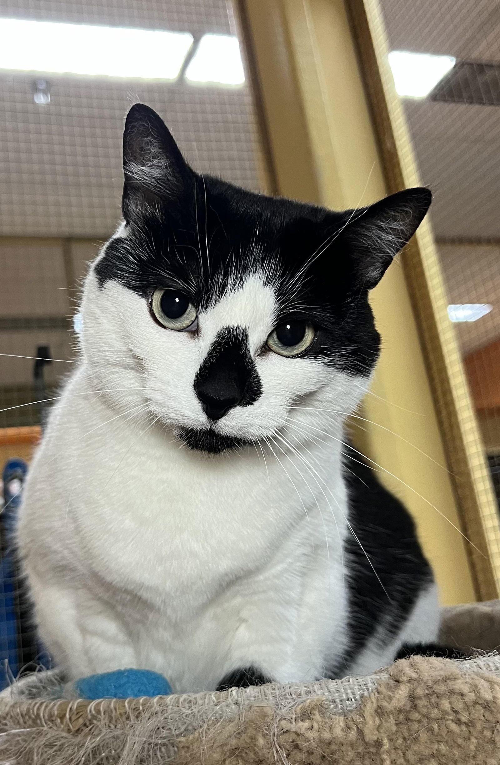 Gracie, an adoptable Domestic Short Hair in Blasdell, NY, 14219 | Photo Image 1