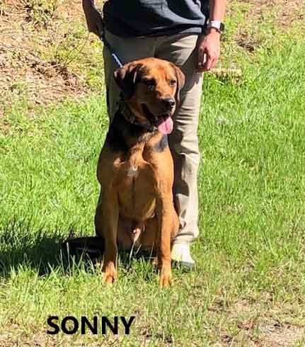 Sonny, an adoptable Shepherd, Hound in Washington, GA, 30673 | Photo Image 2