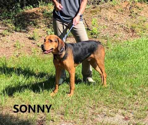 Sonny, an adoptable Shepherd, Hound in Washington, GA, 30673 | Photo Image 3