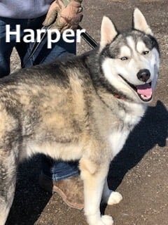 Harper