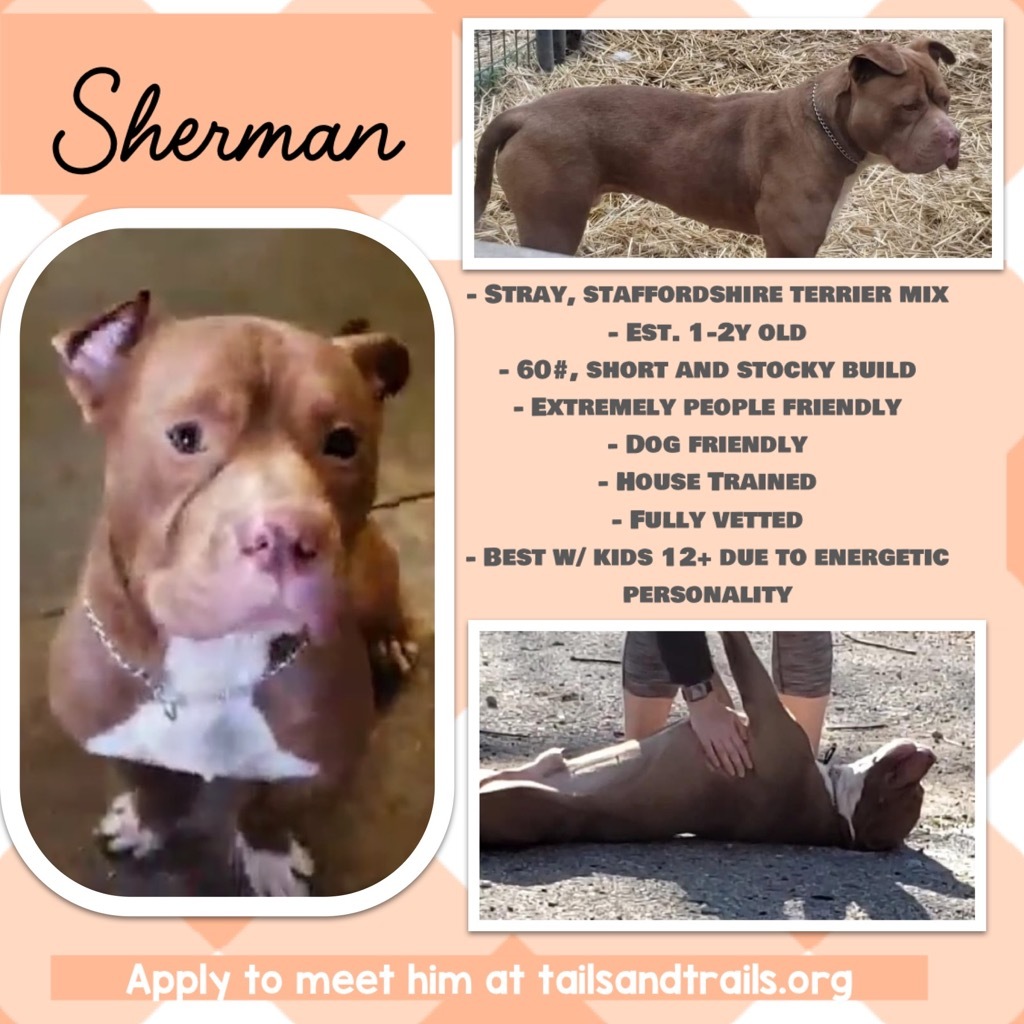 Sherman, an adoptable Staffordshire Bull Terrier in Greenwood, IN, 46142 | Photo Image 3