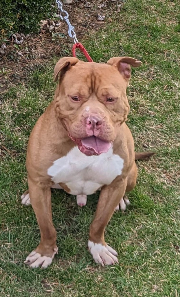 Sherman, an adoptable Staffordshire Bull Terrier in Greenwood, IN, 46142 | Photo Image 4