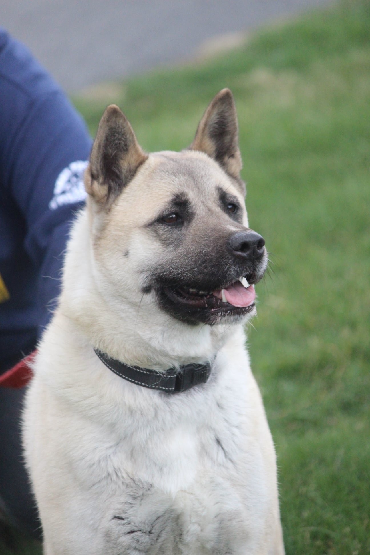 Cassie, an adoptable Akita in Silver Spring, MD, 20904 | Photo Image 1
