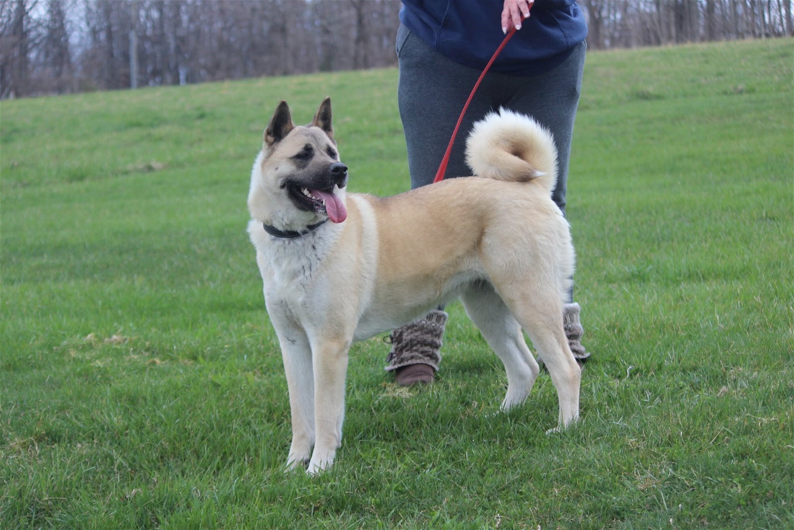 Cassie, an adoptable Akita in Silver Spring, MD, 20904 | Photo Image 2
