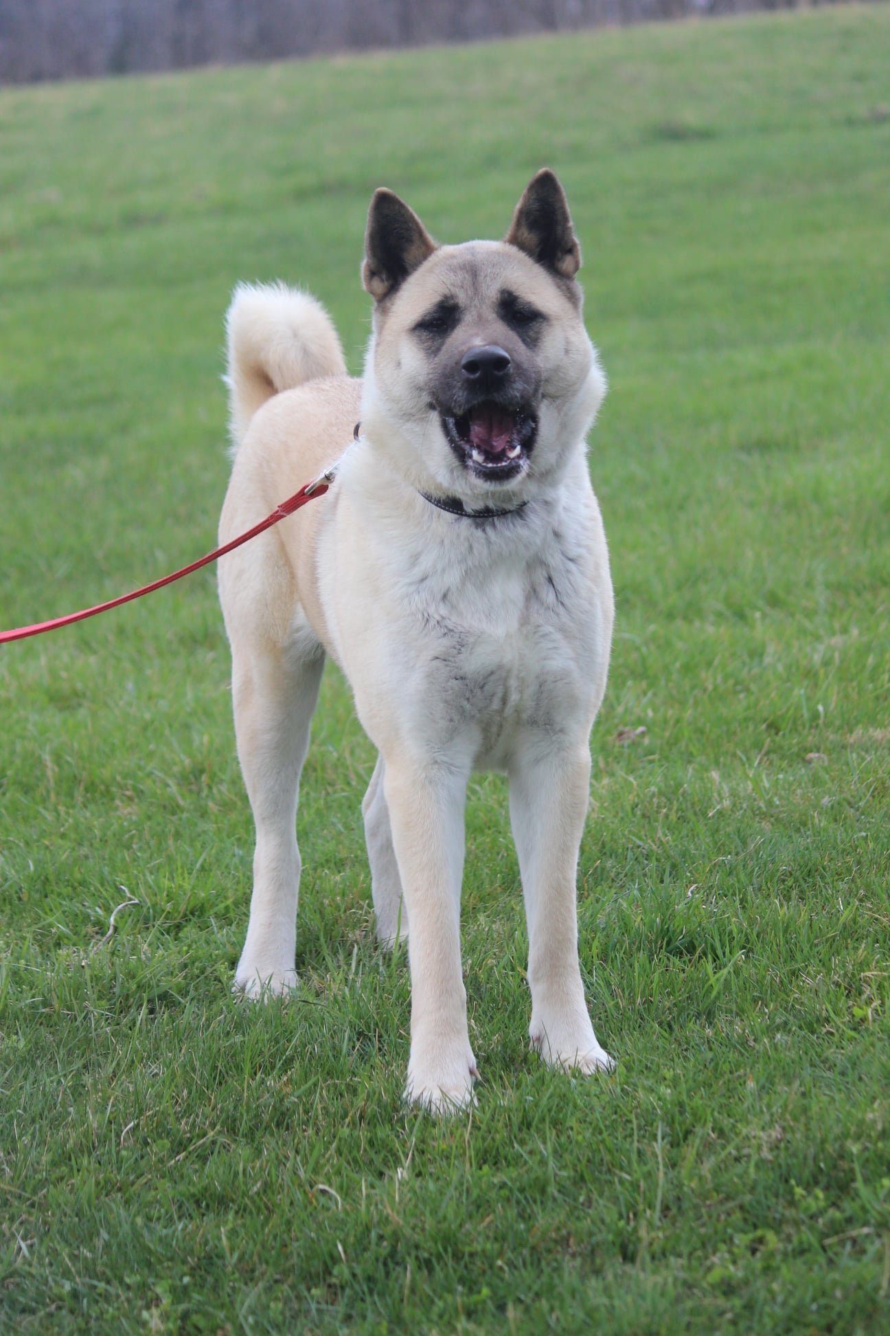 Cassie, an adoptable Akita in Silver Spring, MD, 20904 | Photo Image 3